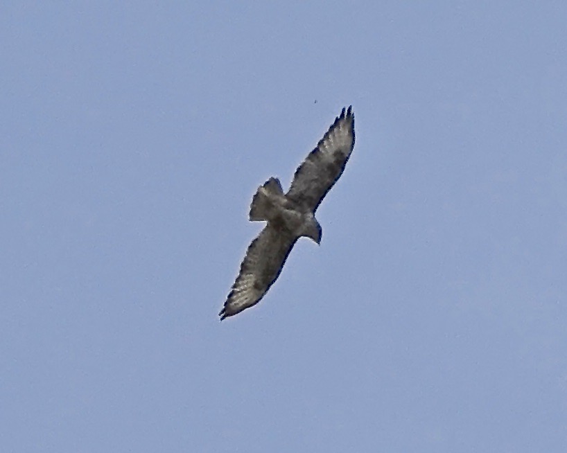 long-legged buzzard